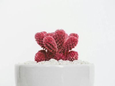 Minimalist plant in a stone pot